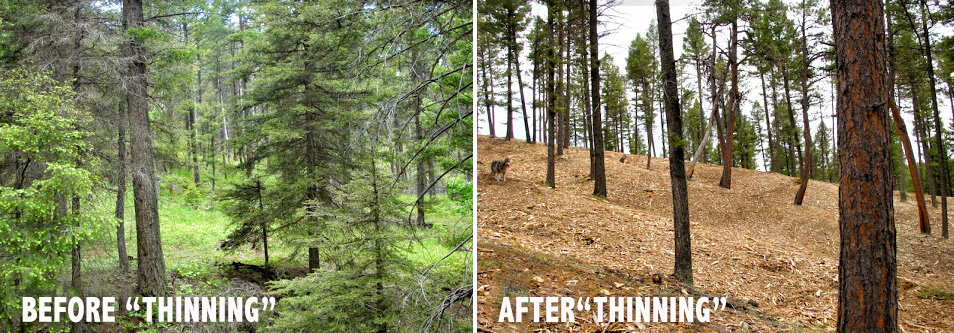 Understanding Tree Thinning: A Comprehensive Guide